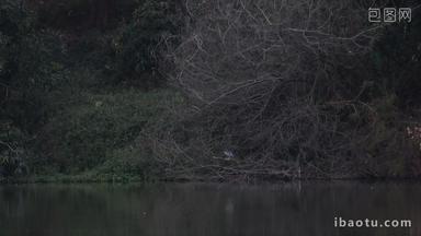 傍晚在湖面捕食的鸽子实拍4k